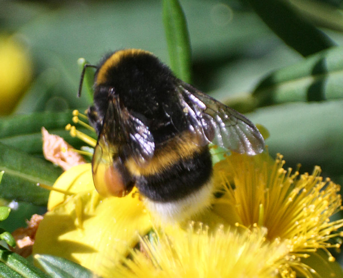 Bombus terrestris ?